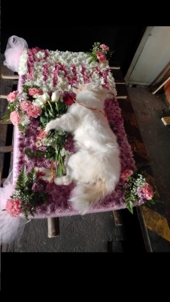 cats cremation